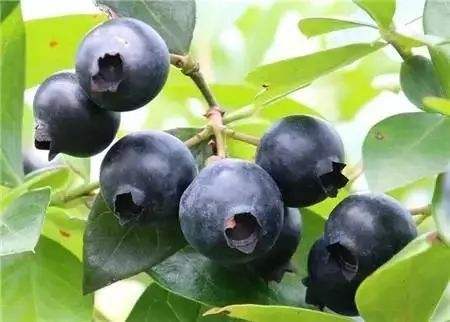 黑珍珠蓝莓 种苗 黑珍珠蓝莓 种苗