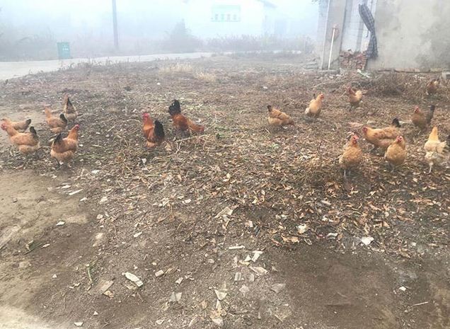 芜湖土鸡养殖种蛋选择