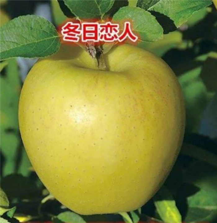 冬日恋人水蜜桃苹果 种苗