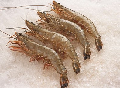 条虾