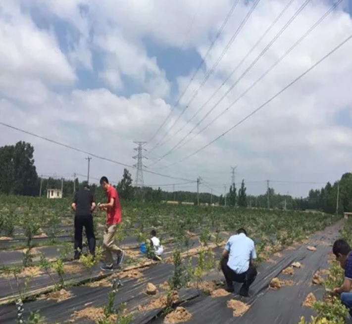 省錢的除草----防草布
