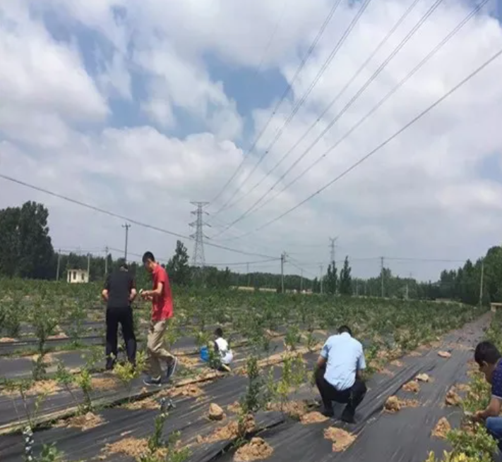 省钱的除草专家----防草布