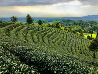 相约春天里　走进茶溪谷