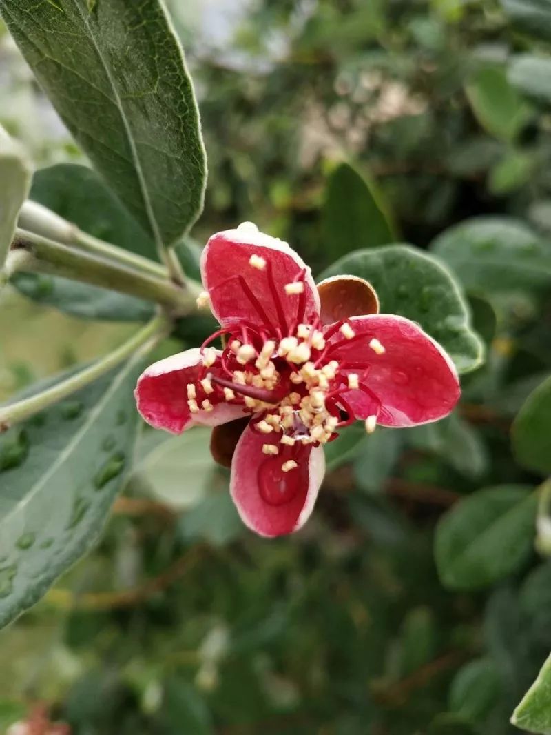 菲油果 种苗 菲油果 种苗