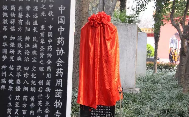 周口专业的中药材人参服务好