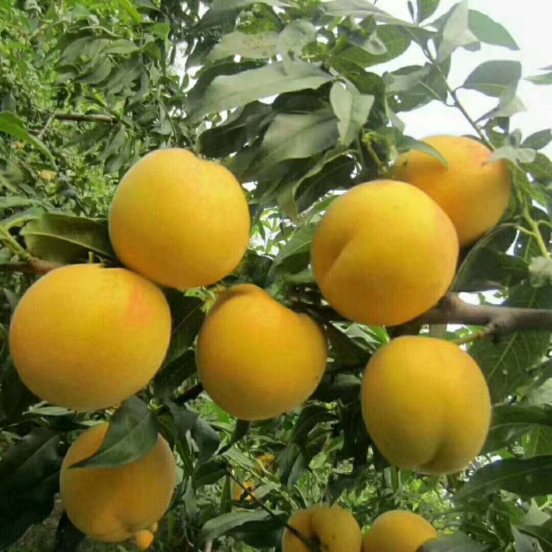 荷兰香蜜杏 种苗 荷兰香蜜杏 种苗