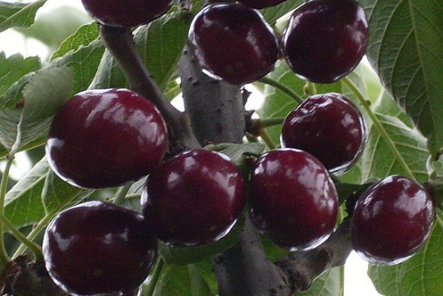黑珍珠樱桃 种苗