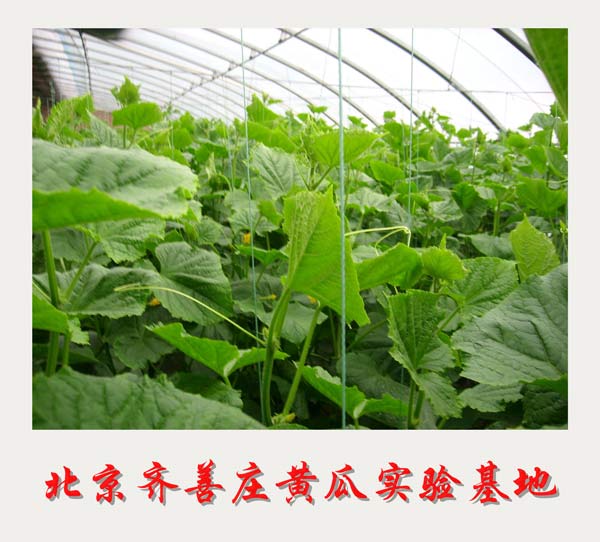 北京齊善莊黃瓜實(shí)驗(yàn)基地