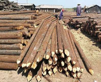 上海杉木桩在种植方面的重要事项