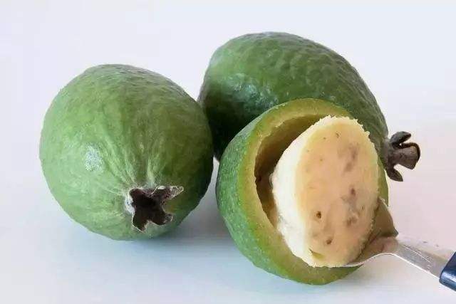 菲油果 种苗 菲油果 种苗