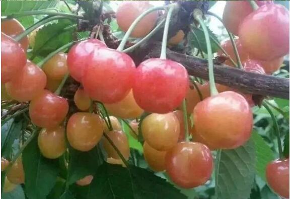 黄蜜樱桃 种苗 黄蜜樱桃 种苗