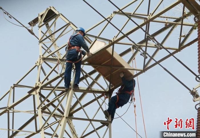 新疆为电力设施安装驱鸟器 护鸟保电两不误