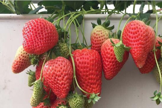 天仙醉草莓 种苗