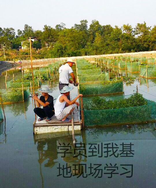 台州鳝鱼多少钱现货供应