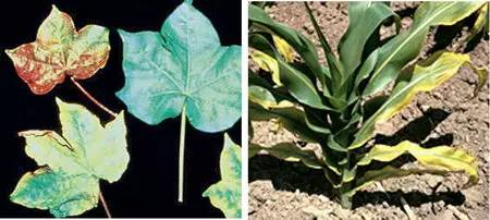 植物必需元素的生理作用及缺素症状