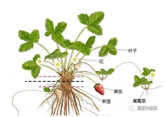 草莓苗繁殖方式及选择技巧
