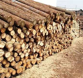 上海景观河道松木桩种植装置介绍