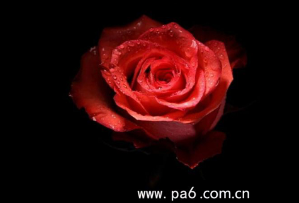 海阳增强尼龙：玫瑰改变的人生