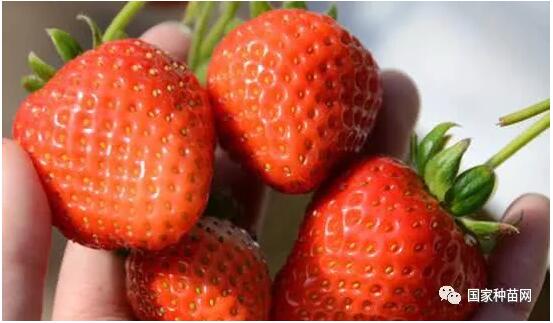 草莓育苗方法和育苗技术之三