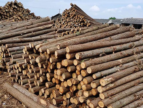 为什么要利用杉木桩进行大树树体保护