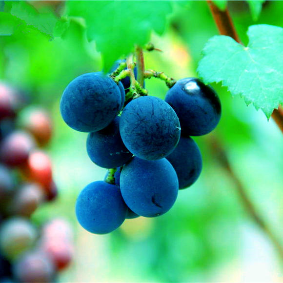 蓝莓葡萄 种苗