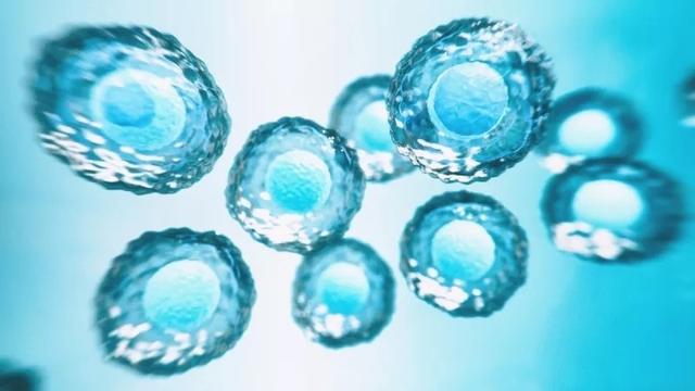 中科西部细胞：干细胞有效修补病人卵巢功能，改进更年期的症状