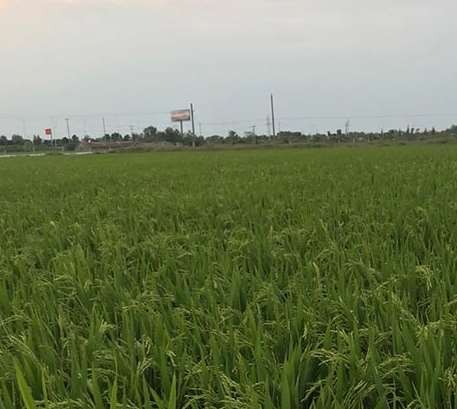 蚌埠水稻种植要保证种子的质量