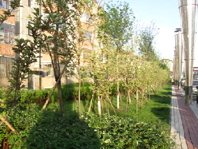 大庆红岗区广场绿化工程