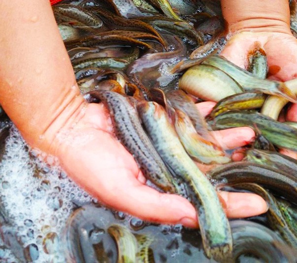 给中大型观赏鱼投喂泥鳅鱼，有什么应该注意的事项？