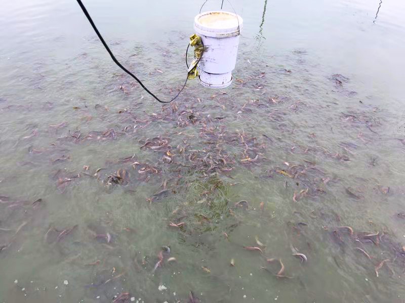 长寿销售泥鳅苗出售来电详询