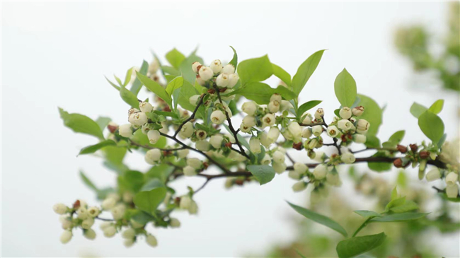 新发现|成都周边赏花游玩好去处：新都恒丰蓝莓庄园