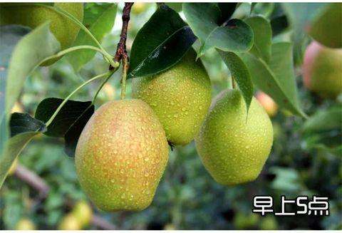 新梨7号 种苗 新梨7号 种苗