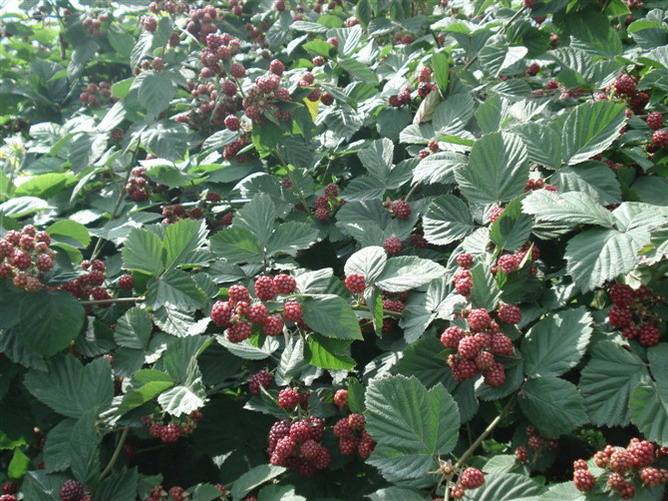 紅樹莓 種苗