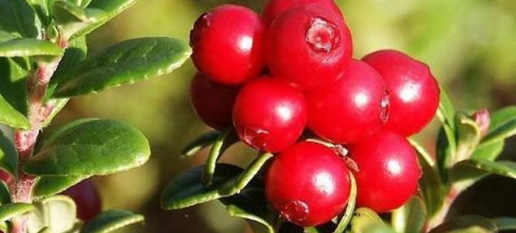 蔓越莓的功效與作用是什么？
