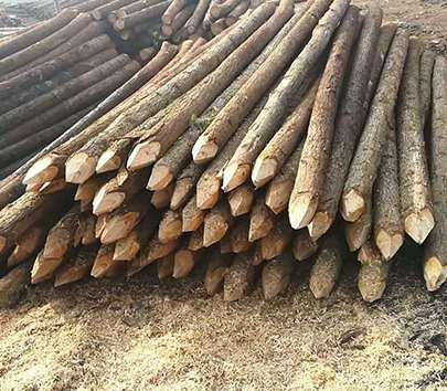 杉木桩价格高低不同的原因