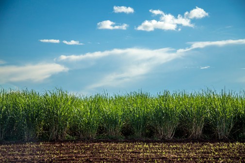 约克大学：科学家解决了印度甘蔗加工产生的工业废物问题