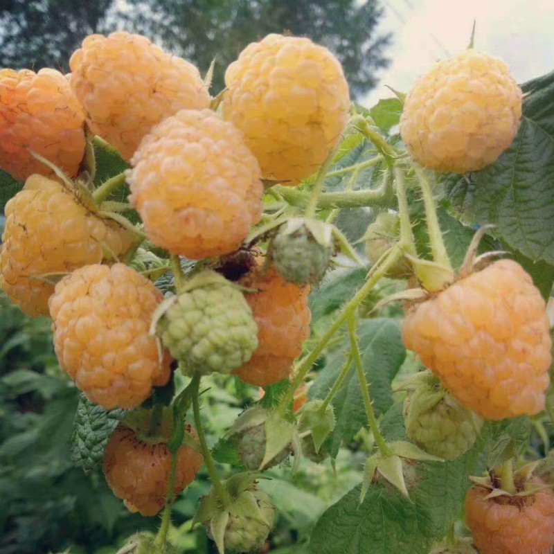 黃樹莓 種苗