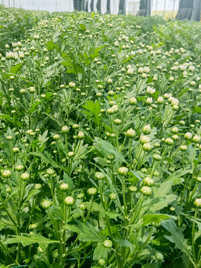 菊花