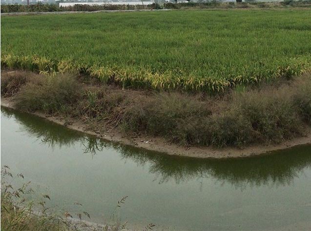 淮南水稻种植中青苔如何处理