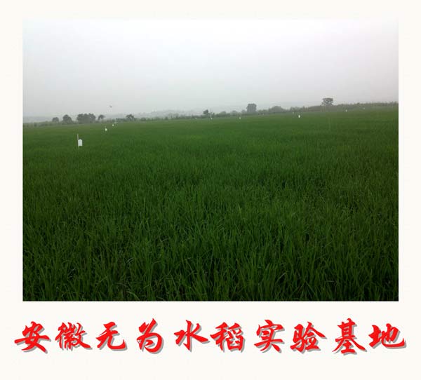 安徽無(wú)為水稻實(shí)驗(yàn)基地