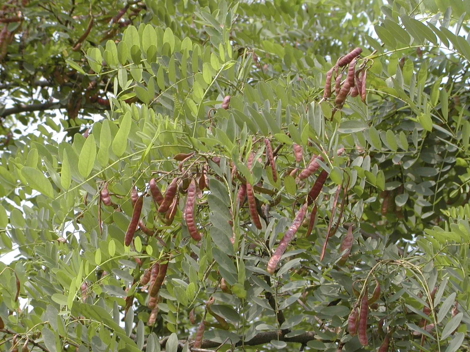 六枝特花种零售信息推荐