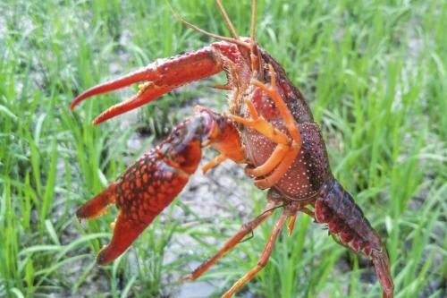 芜湖原生态大龙虾