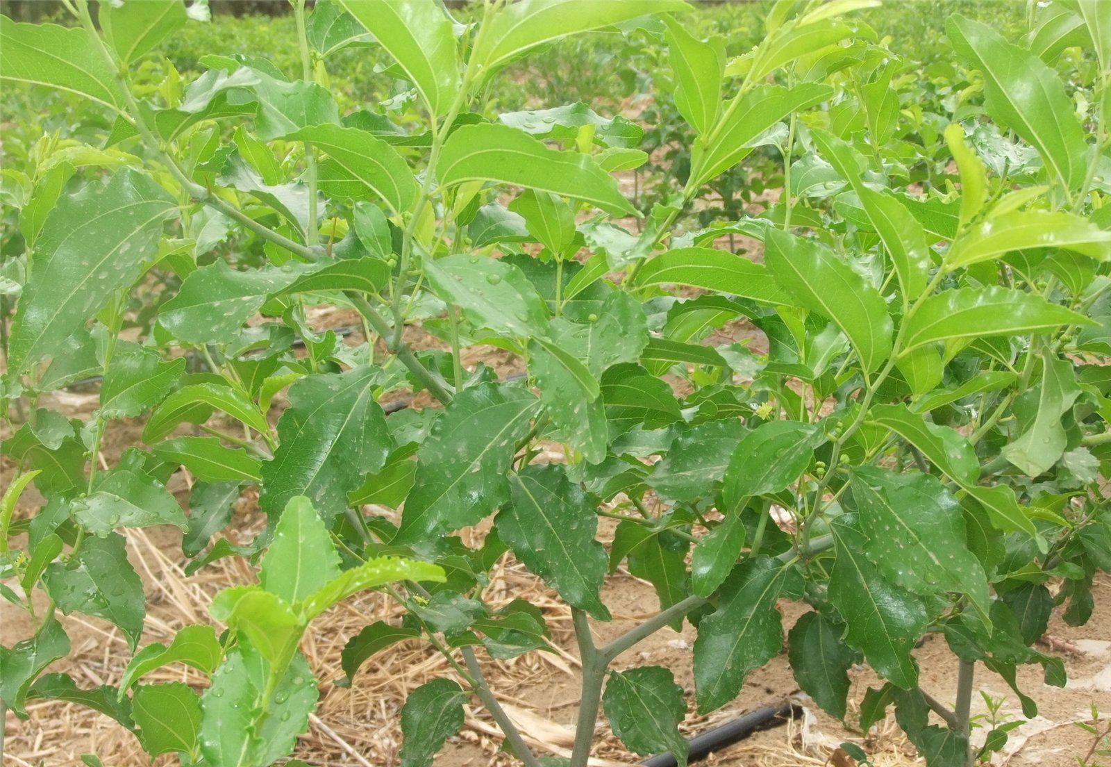 冬枣 种苗 冬枣 种苗