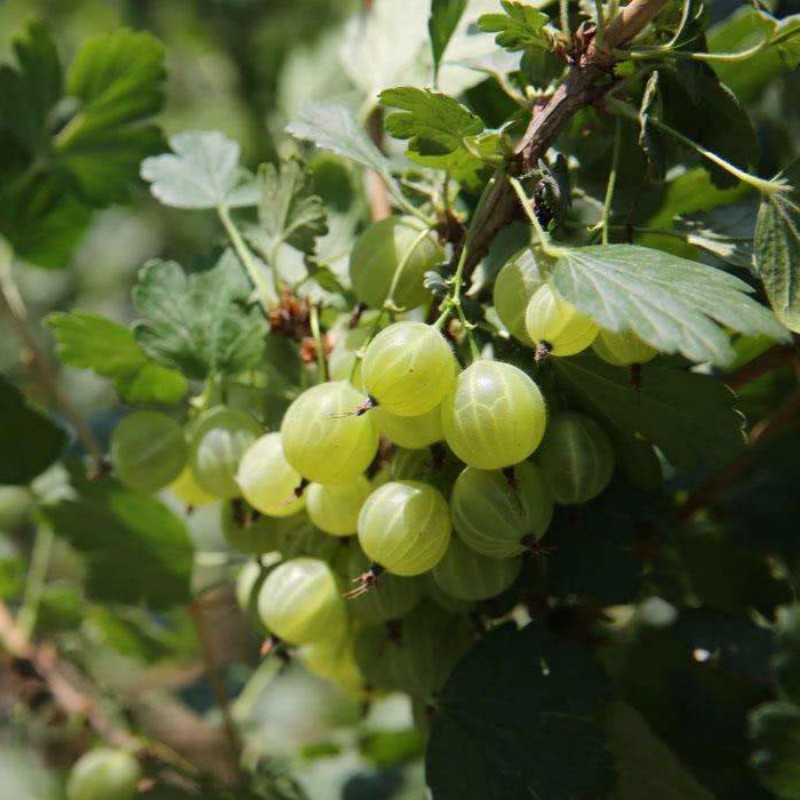 特价野生灯笼果种植商-中林苗通特色果树苗木基地