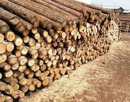 宣城杉木桩行业为什么如此繁荣