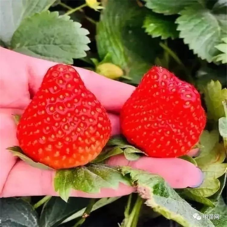 越秀草莓 种苗