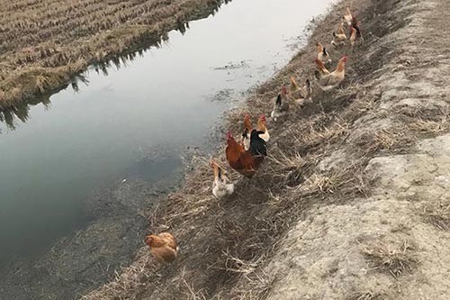 芜湖农家土鸡