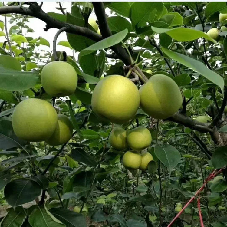 造成金梨褐变的主要原因是组织膜通透性增加,果皮脱水和膜脂过氧化