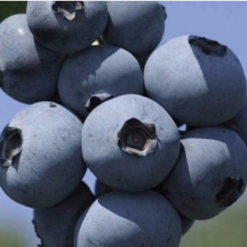 布里吉塔蓝莓 种苗