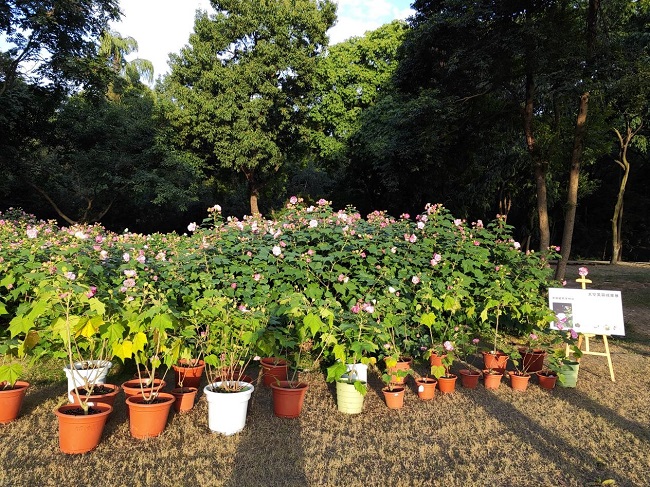 科研之花璀璨绽放，太空芙蓉香飘世园